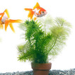 ■おまかせ金魚藻　２種　ミニ寄植え鉢（１ポット分）